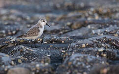 Bécasseau sanderling