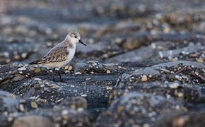 Sanderling