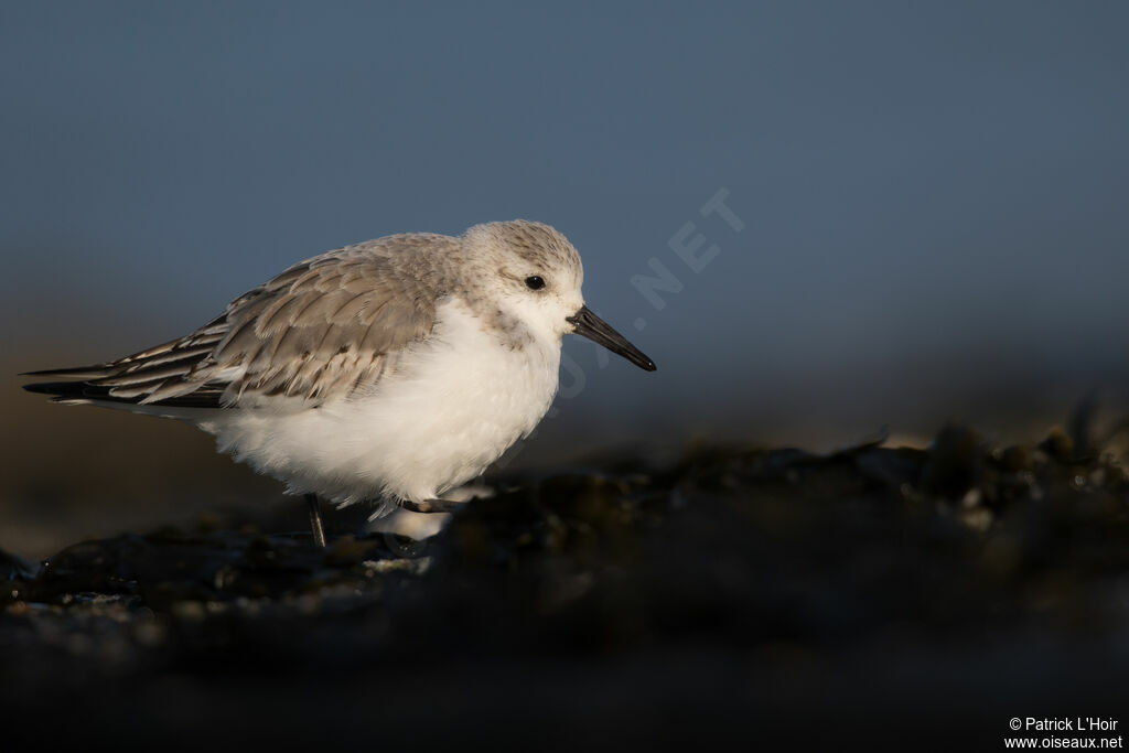 Sanderlingadult post breeding