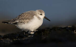 Sanderling