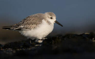 Bécasseau sanderling