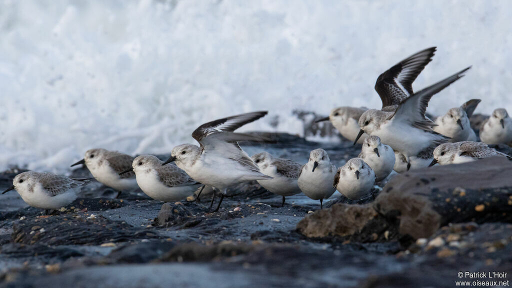 Bécasseau sanderling