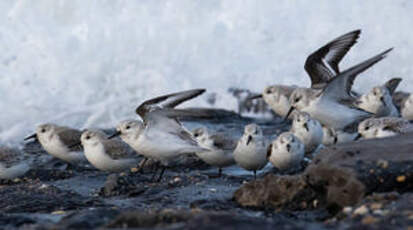 Bécasseau sanderling