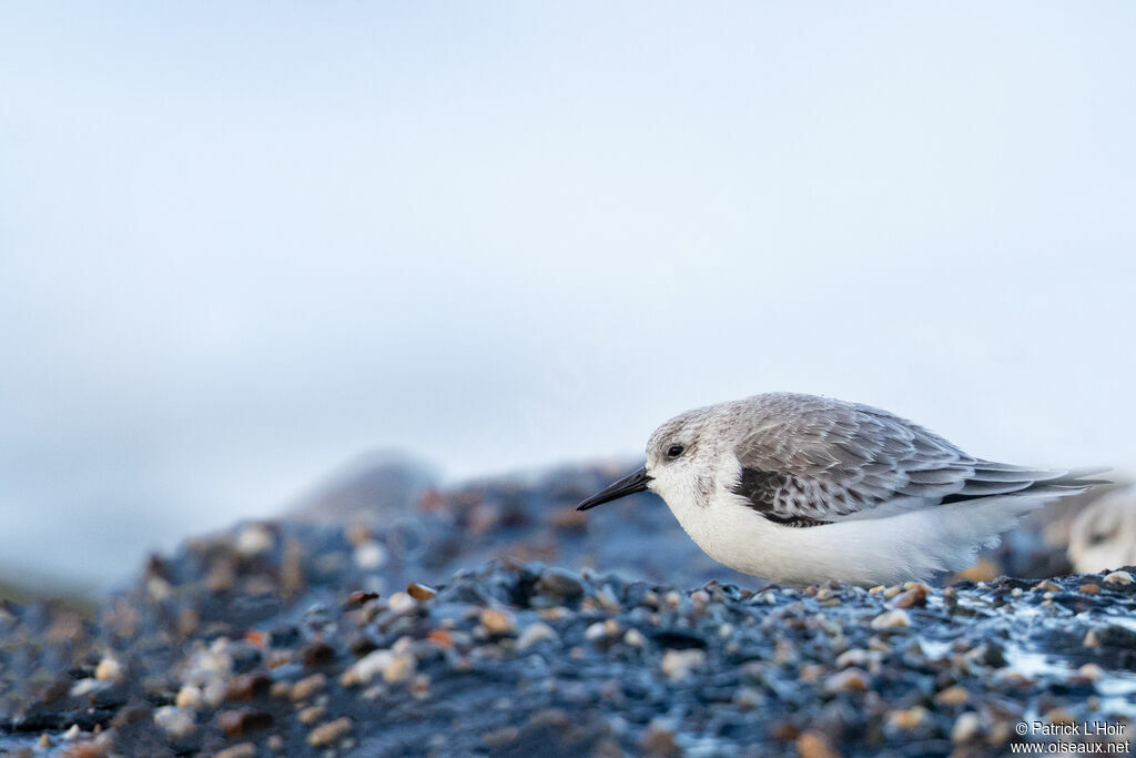 Bécasseau sanderling