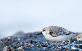 Bécasseau sanderling