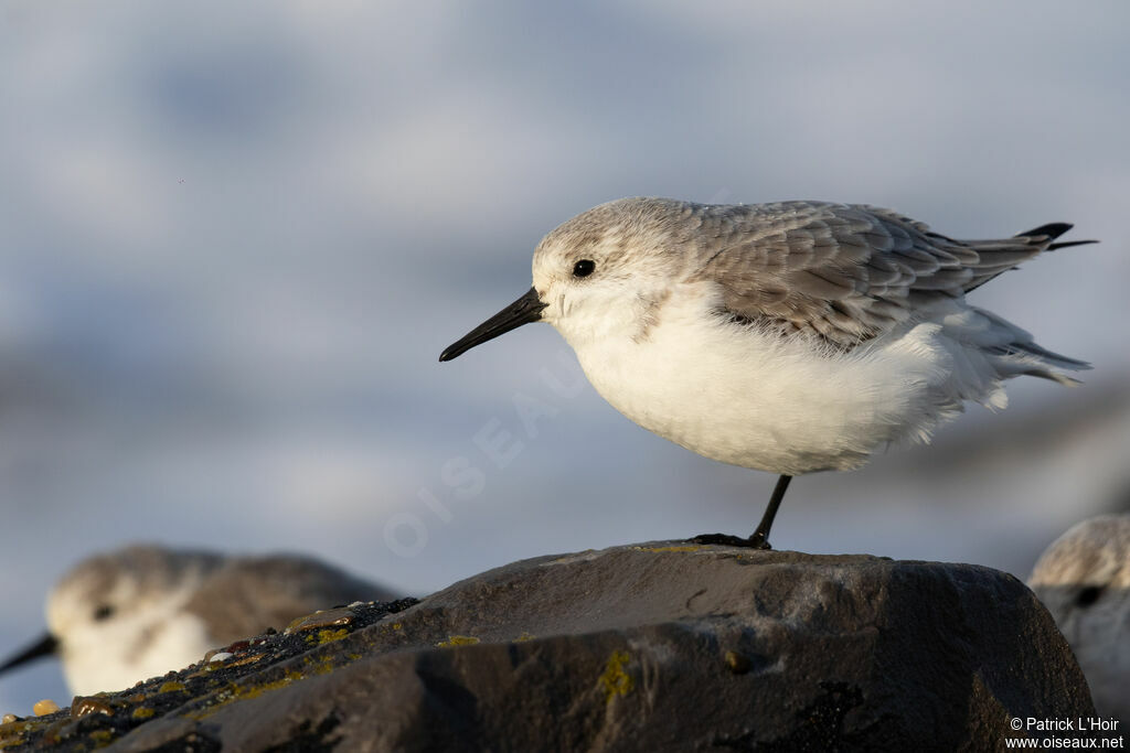 Bécasseau sanderling