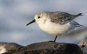 Bécasseau sanderling