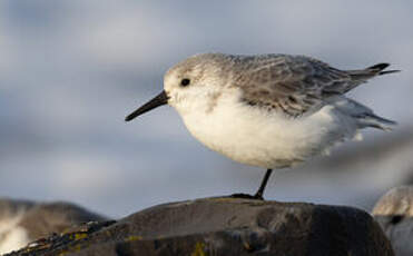 Bécasseau sanderling