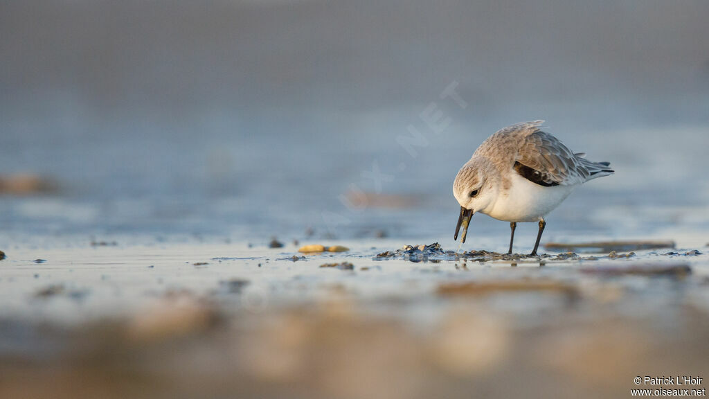 Sanderling