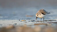 Bécasseau sanderling