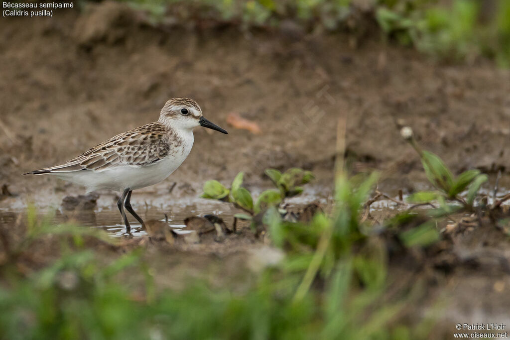 Semipalmated Sandpiper