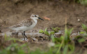 Semipalmated Sandpiper