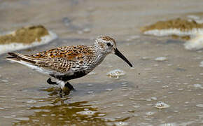 Dunlin