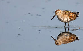 Dunlin