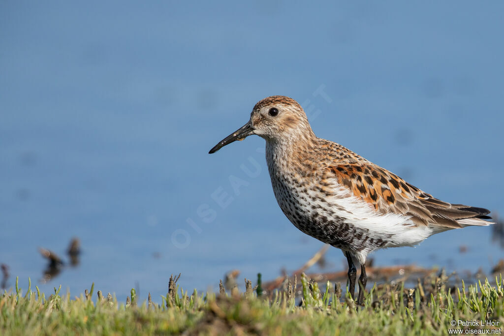 Bécasseau variable