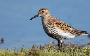 Dunlin