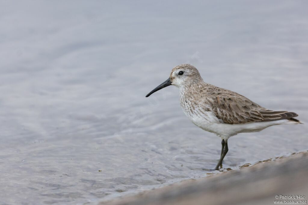 Bécasseau variable