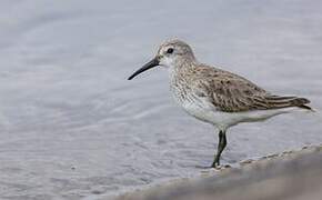 Dunlin