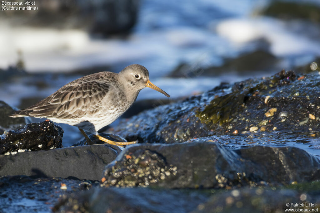 Purple Sandpiper