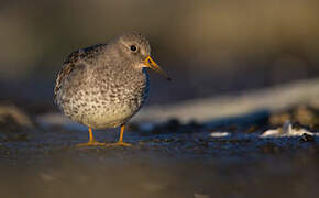 Purple Sandpiper