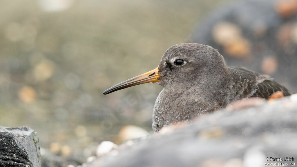 Purple Sandpiper