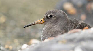 Purple Sandpiper