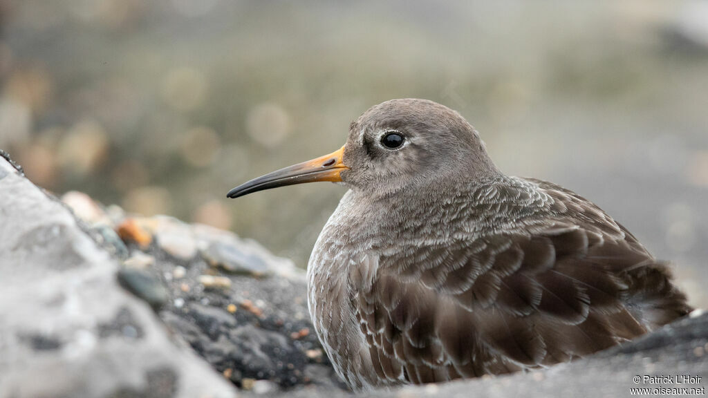 Purple Sandpiper