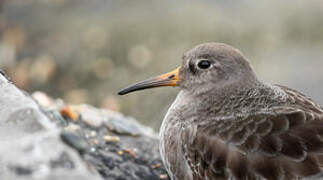 Purple Sandpiper