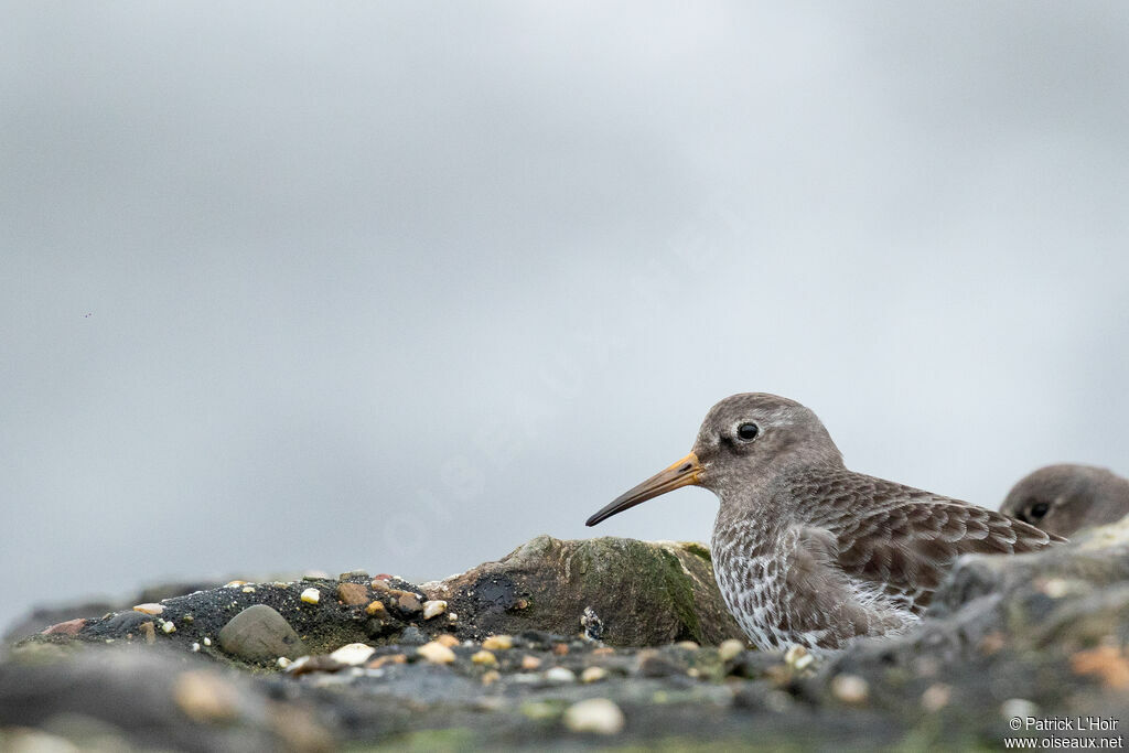 Purple Sandpiper