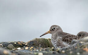 Purple Sandpiper