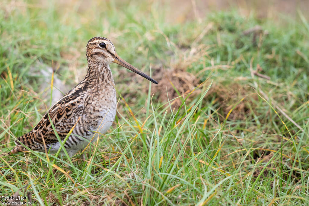 Bécassine à queue pointue, habitat