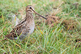 Pin-tailed Snipe