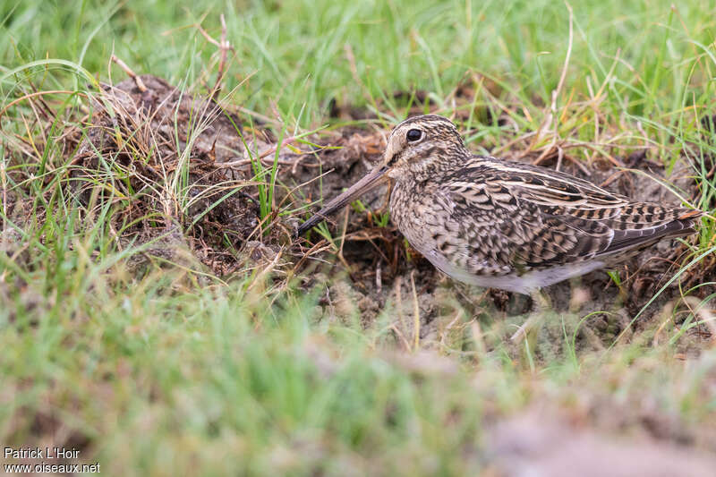 Pin-tailed Snipe, identification