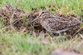 Pin-tailed Snipe