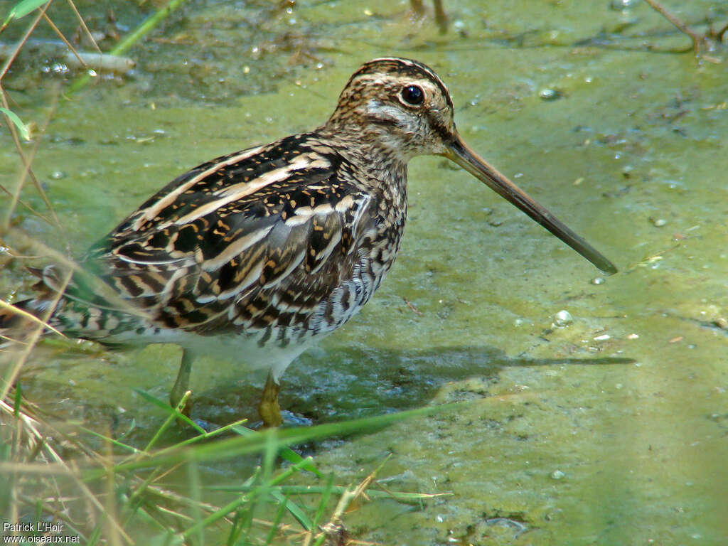 Bécassine africaine, identification