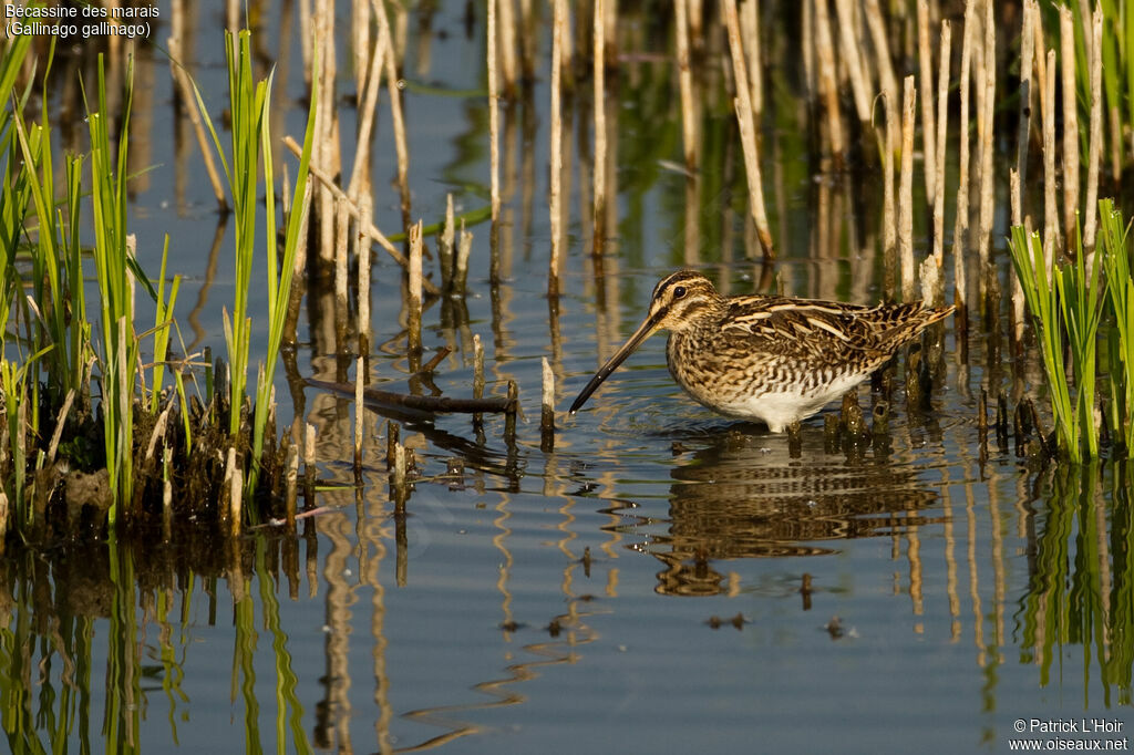 Common Snipeadult