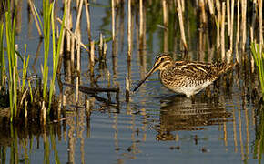 Common Snipe