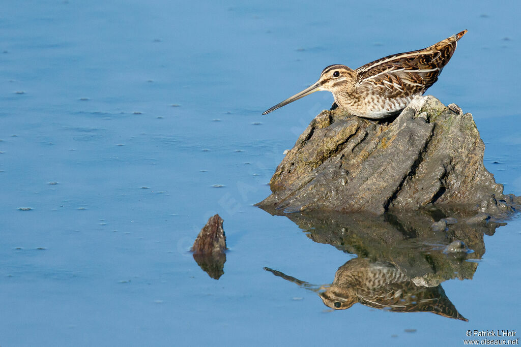 Common Snipe