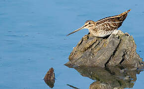 Common Snipe