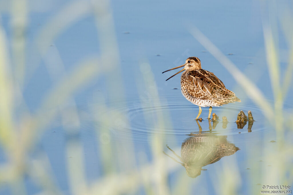 Common Snipe