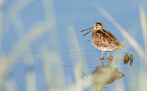 Common Snipe