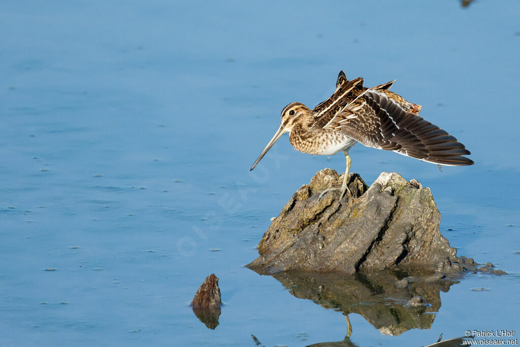 Common Snipe