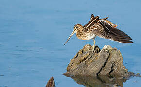 Common Snipe