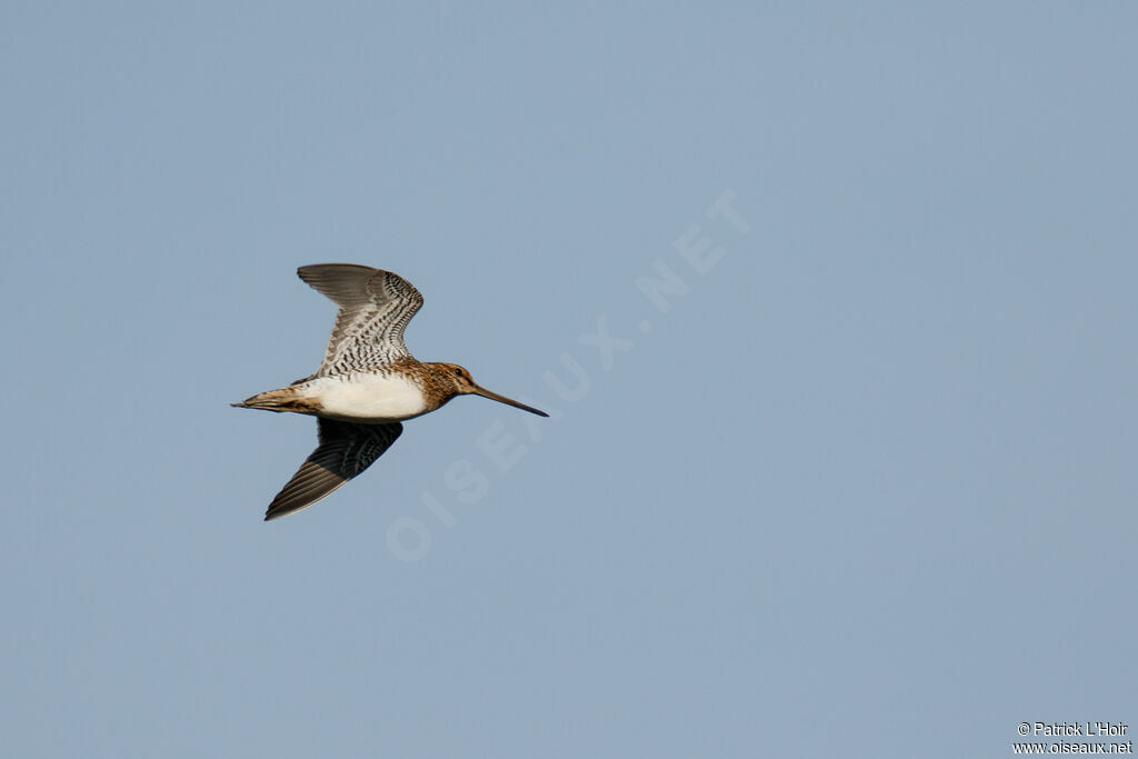 Common Snipe