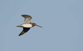 Common Snipe