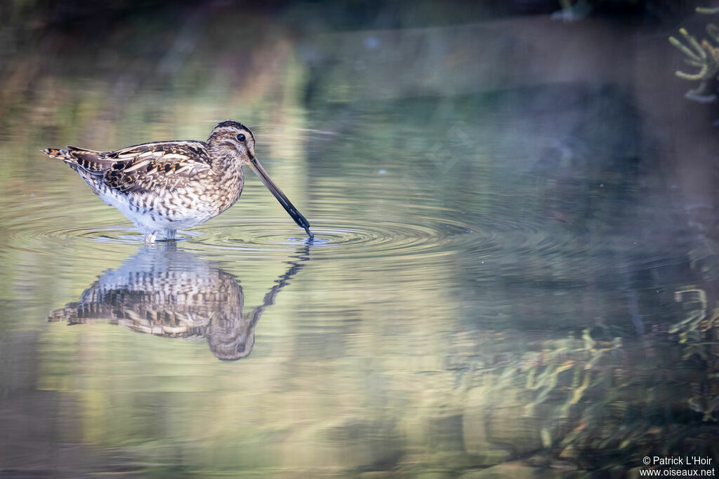 Common Snipe