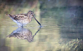 Common Snipe