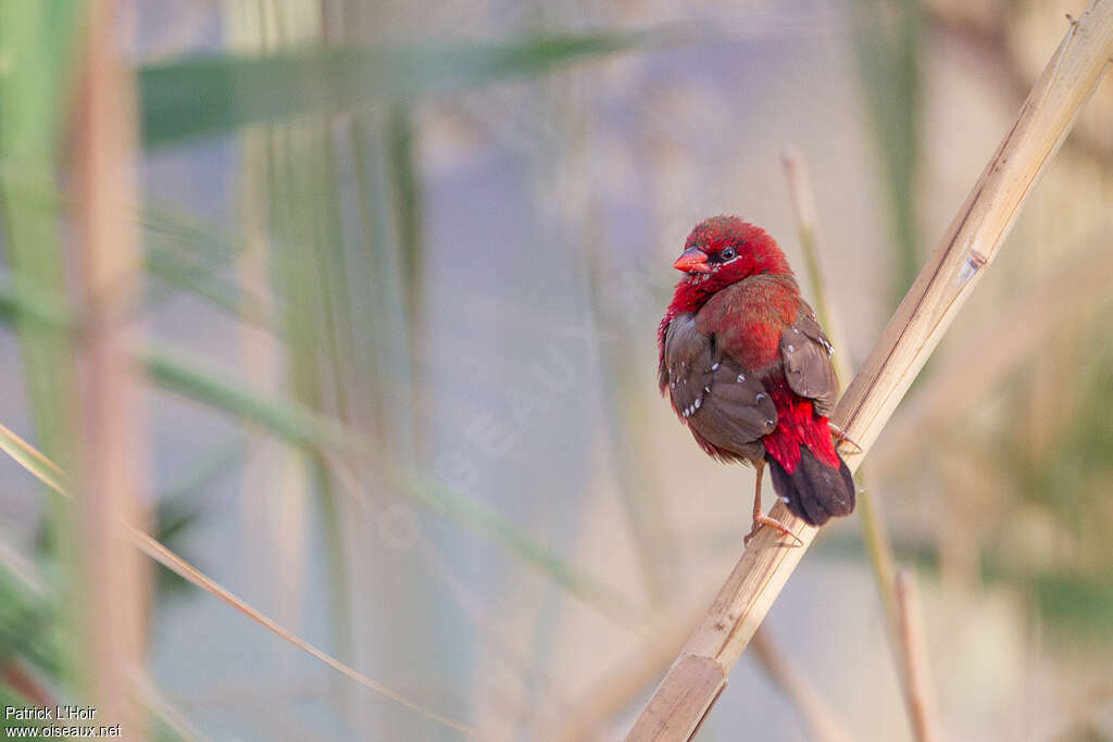 Red Avadavat male adult breeding, pigmentation, Behaviour