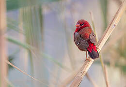 Red Avadavat