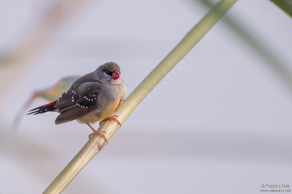 Bengali rouge femelle